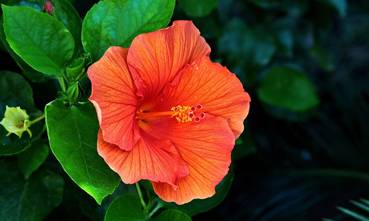 Kompendium wiedzy o hibiskusie. Egzotyczny kwiat o nieocenionych właściwościach