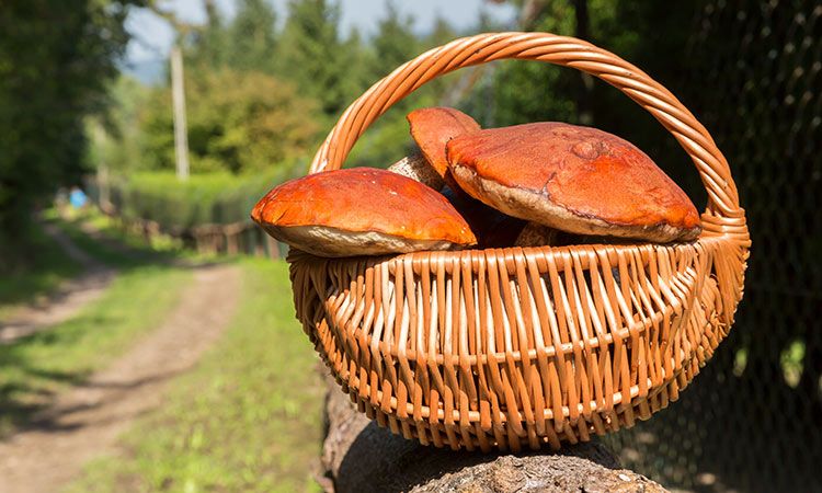 Podgrzybek, król grzybów leśnych. Charakterystyka, występowanie i zastosowanie kulinarne
