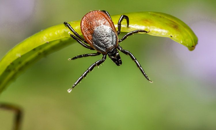 Borelioza, tajemnicza choroba przenoszona przez kleszcze
