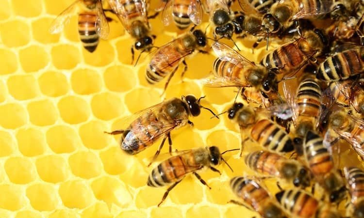 Pszczela apteczka. Miód, propolis, pyłek kwiatowy i ich korzystne właściwości